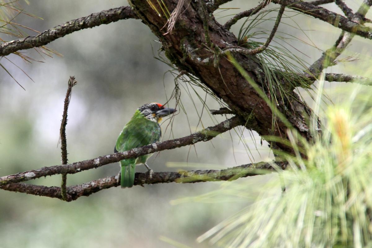 Golden-throated barbet (Megalaima franklinii)