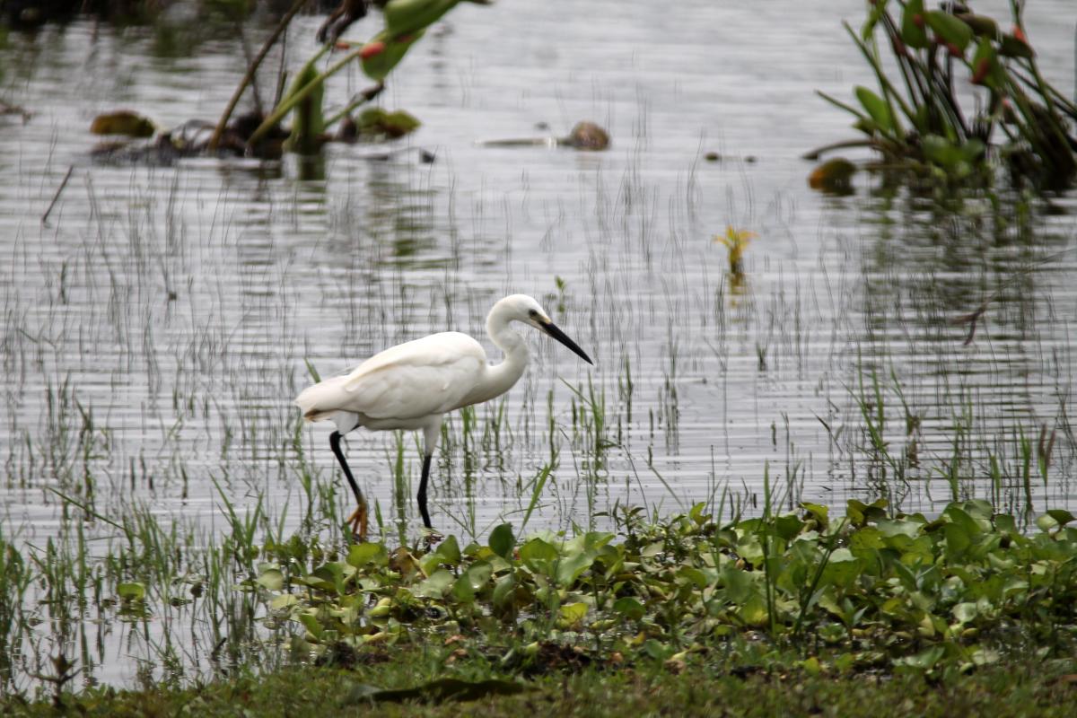 Great Egret (Ardea alba)