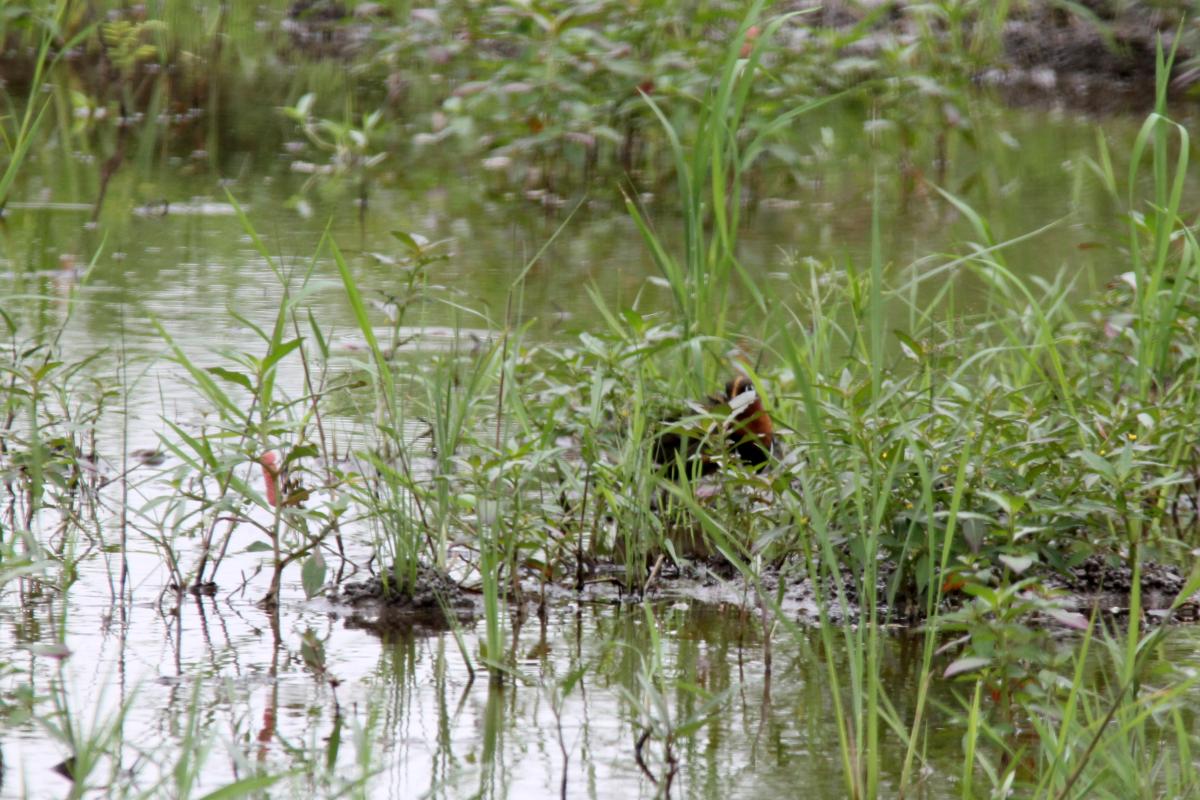 Greater painted-snipe (Rostratula benghalensis), ถนนทีไมมีช, Don Kaeo, Chiang Mai, Thailand, 2014-08-10 Greater painted-snipe (Rostratula benghalensis)