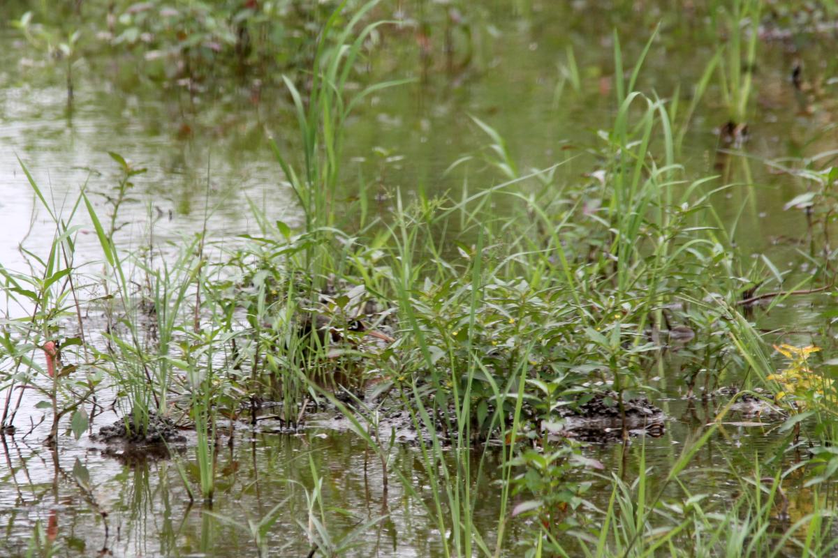 Greater painted-snipe (Rostratula benghalensis), ถนนทีไมมีช, Don Kaeo, Chiang Mai, Thailand, 2014-08-10 Greater painted-snipe (Rostratula benghalensis)