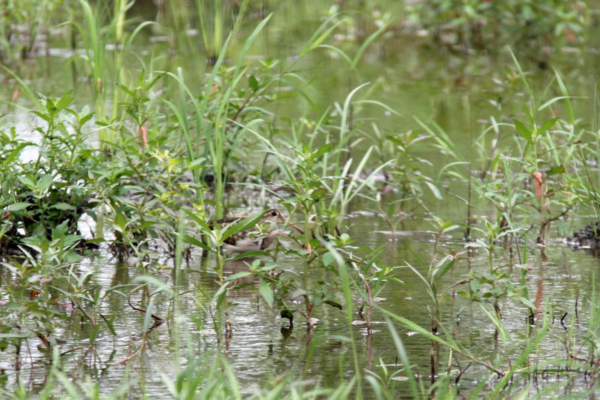 Greater painted-snipe (Rostratula benghalensis), 40, Don Kaeo, Chiang Mai, Thailand, 2014-08-10 Greater painted-snipe (Rostratula benghalensis)