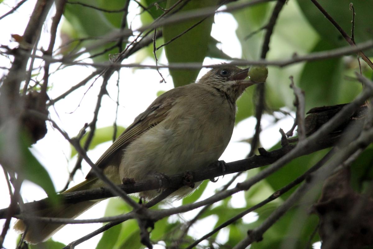Grey-eyed bulbul (Iole propinqua)