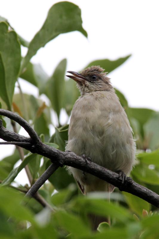 Grey-eyed bulbul (Iole propinqua)
