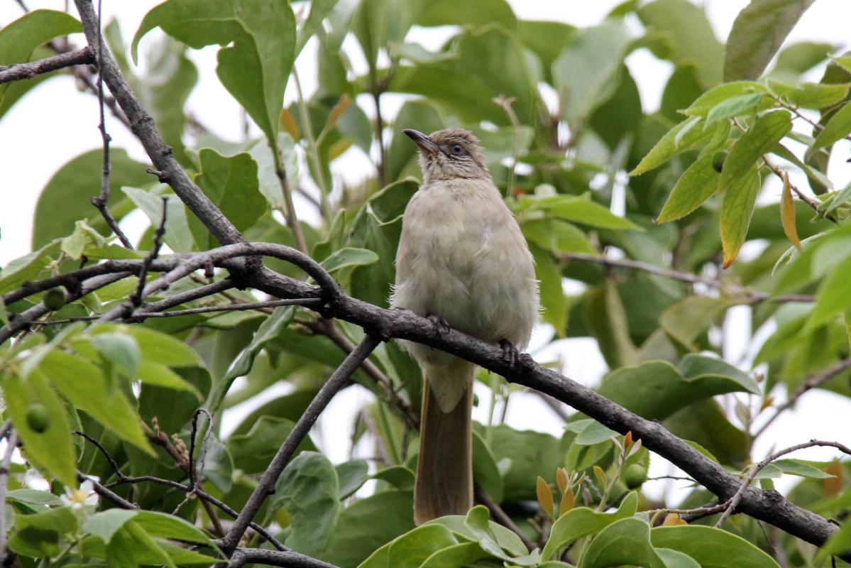 Grey-eyed bulbul (Iole propinqua)