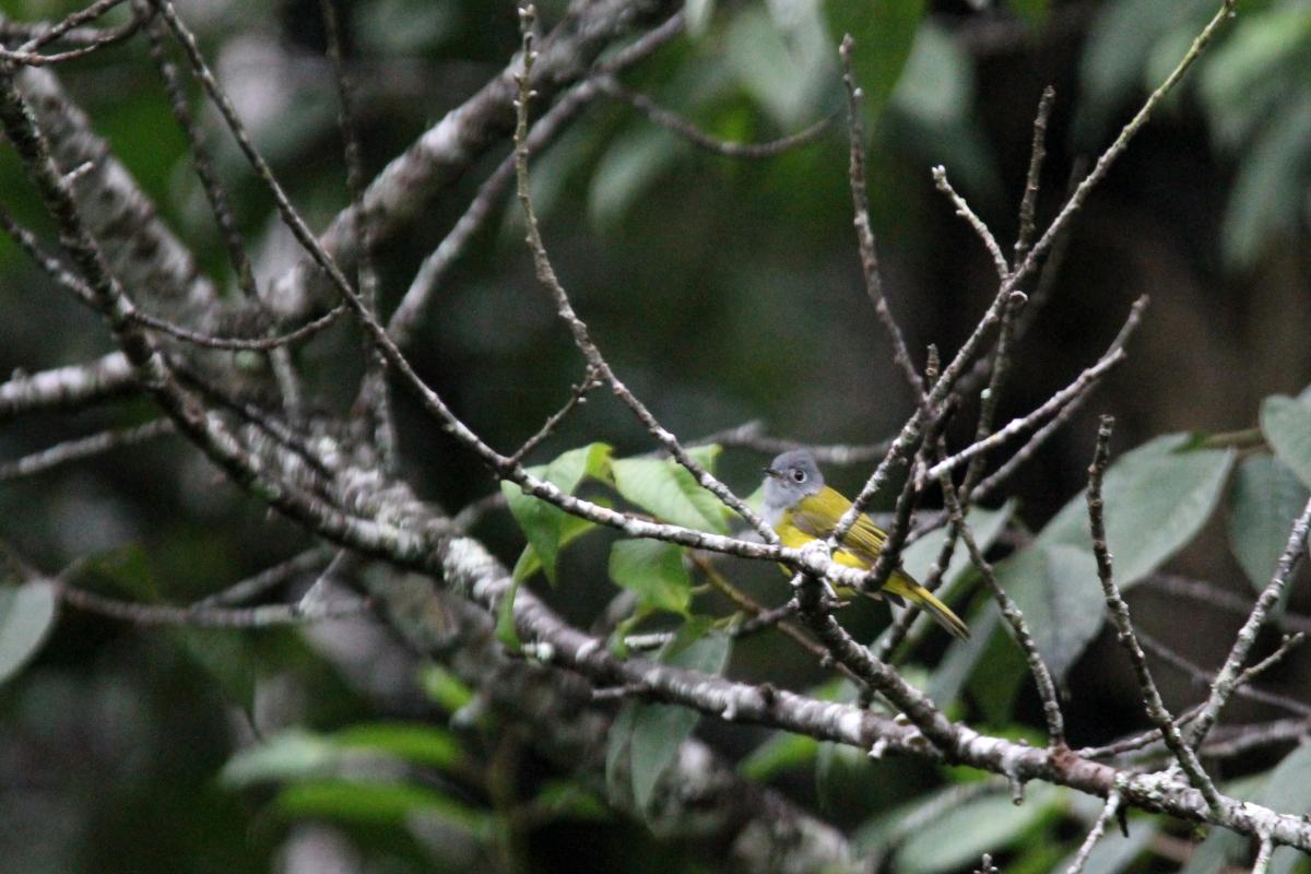 Grey-headed canary-flycatcher (Culicicapa ceylonensis), 1009, Tambon Ban Luang, Chang Wat Chiang Mai, Thailand, 2014-08-09 Grey-headed canary-flycatcher (Culicicapa ceylonensis)
