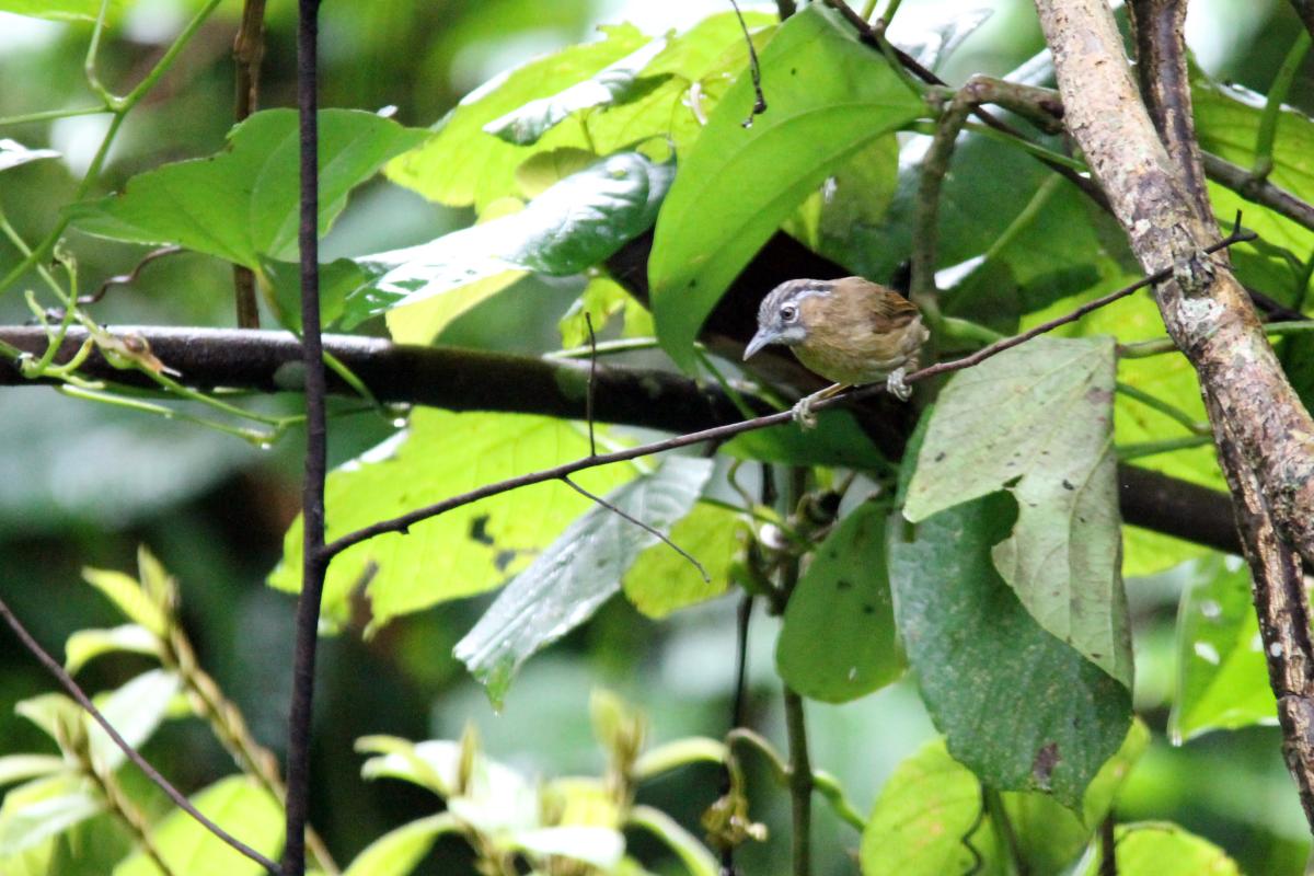 Grey-throated babbler (Stachyris nigriceps)