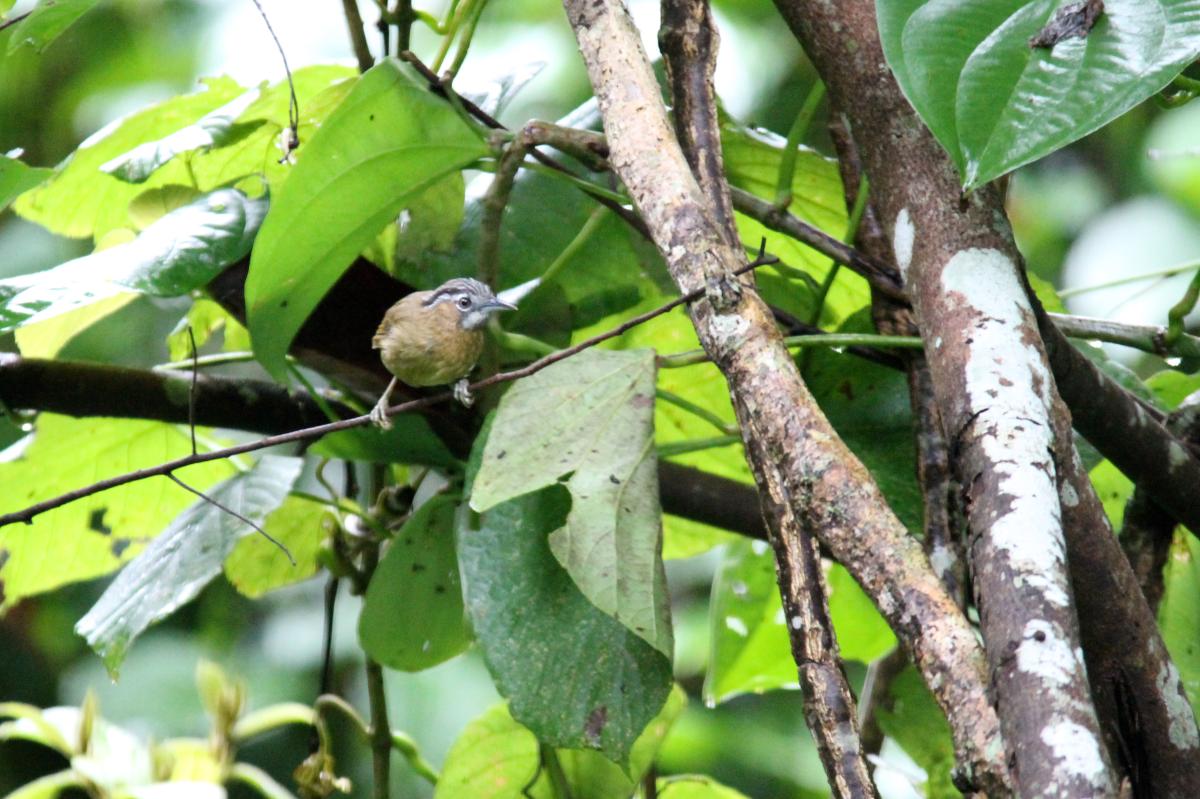 Grey-throated babbler (Stachyris nigriceps)