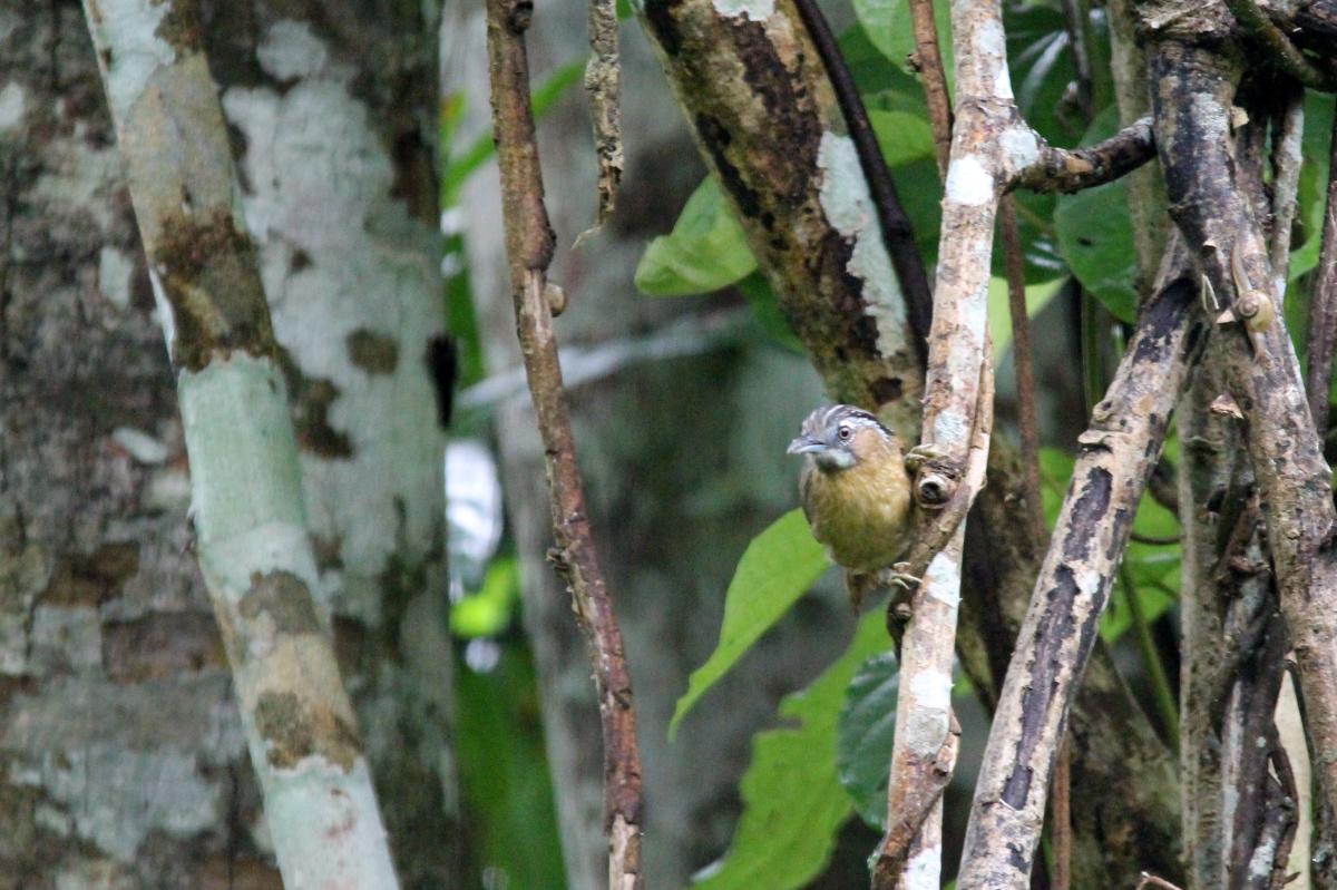 Grey-throated babbler (Stachyris nigriceps)