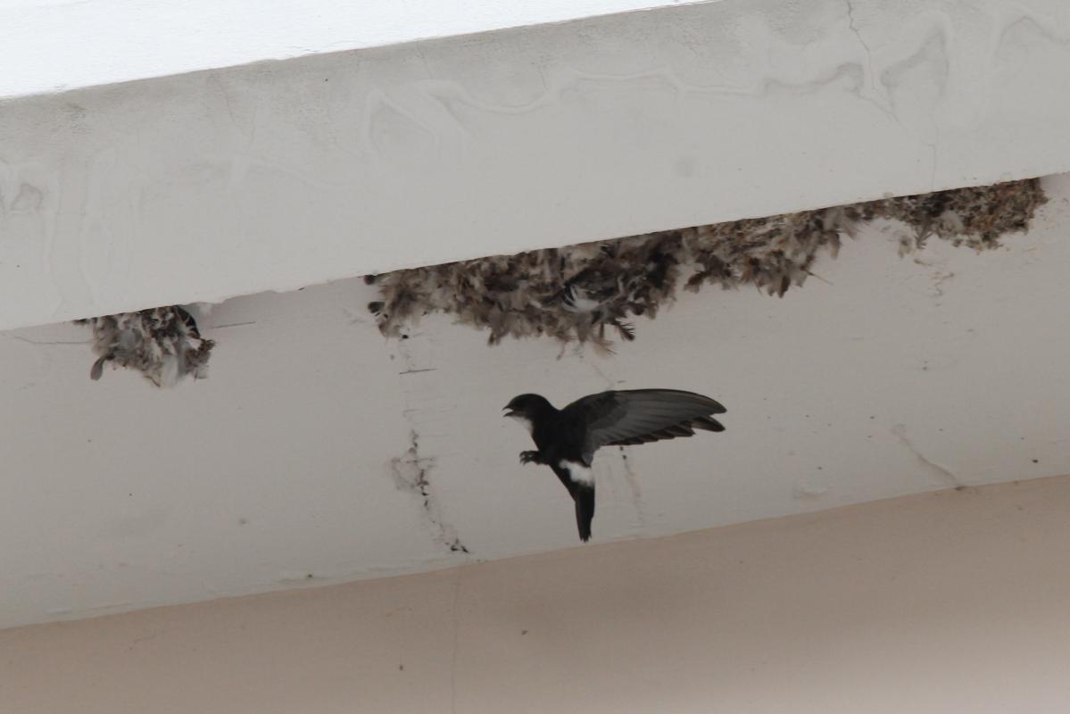 House swift (Apus nipalensis)