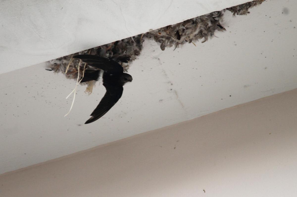 House swift (Apus nipalensis)