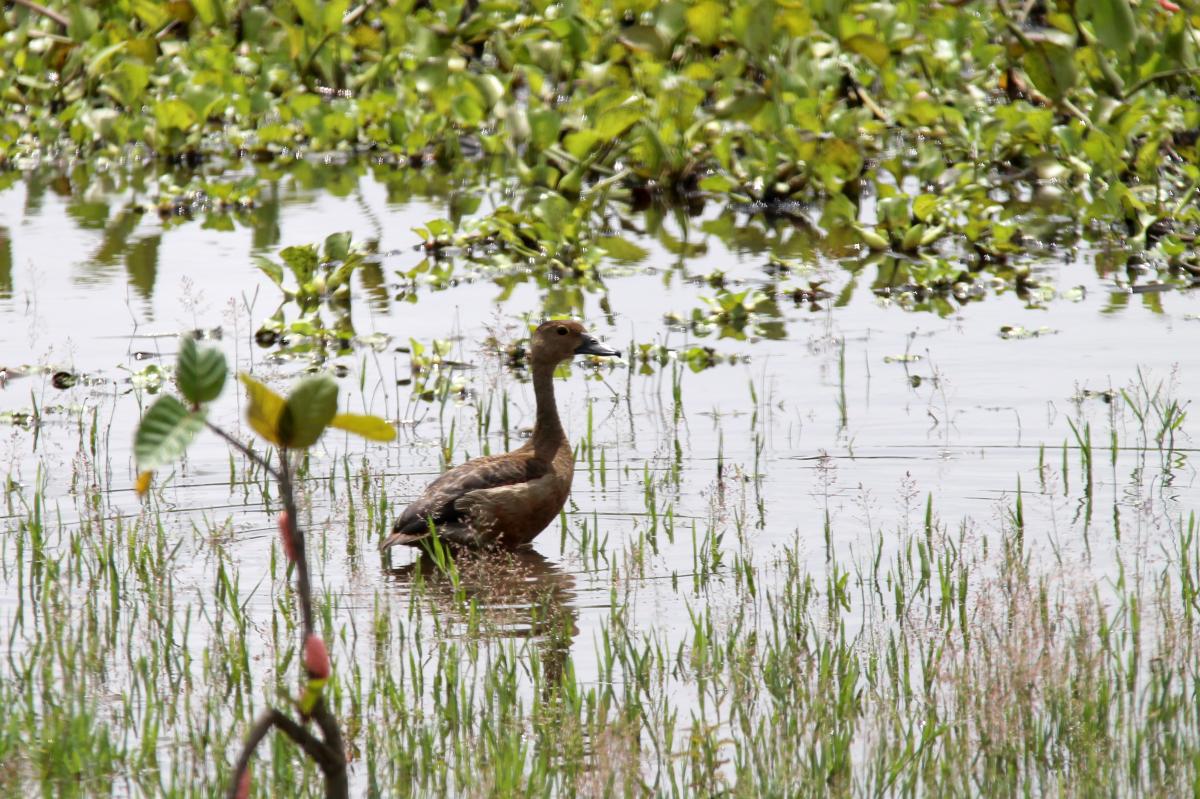 Lesser whistling duck (Dendrocygna javanica)