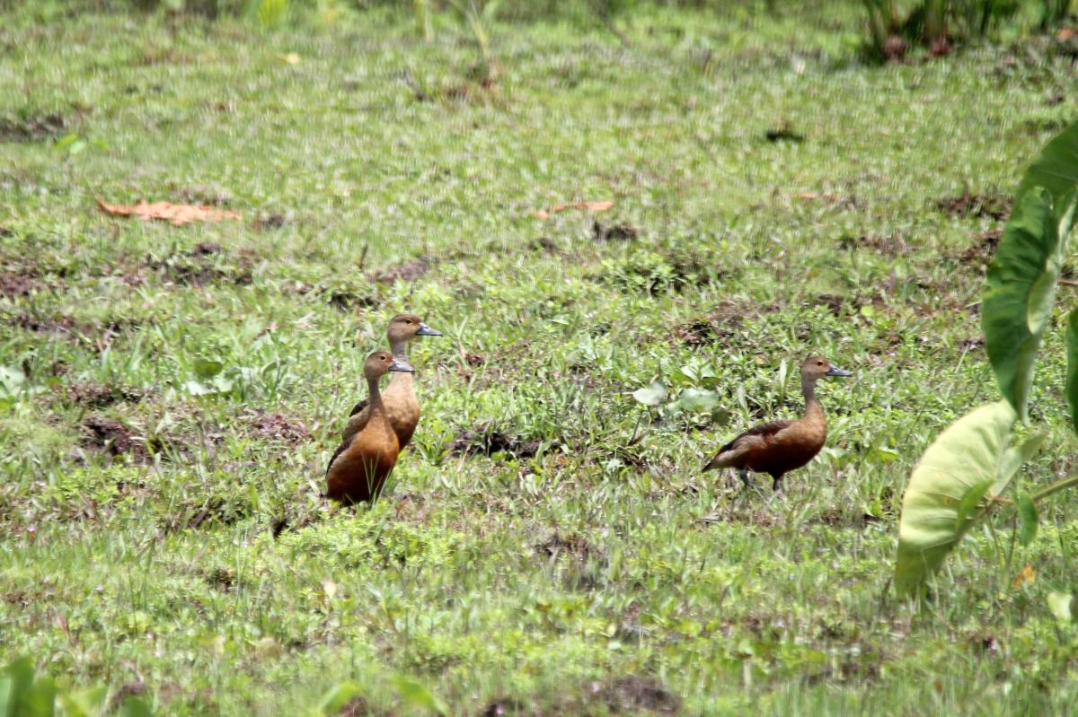 Lesser whistling duck (Dendrocygna javanica)