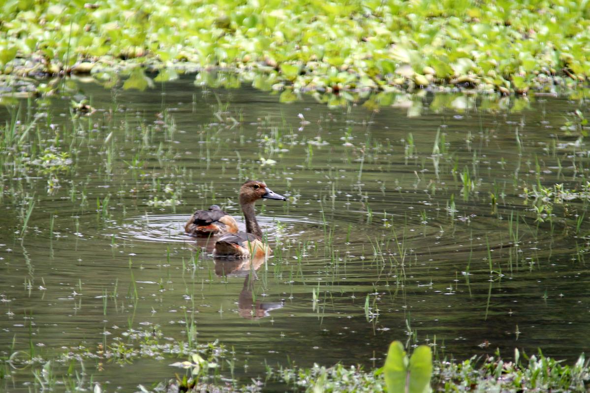 Lesser whistling duck (Dendrocygna javanica)