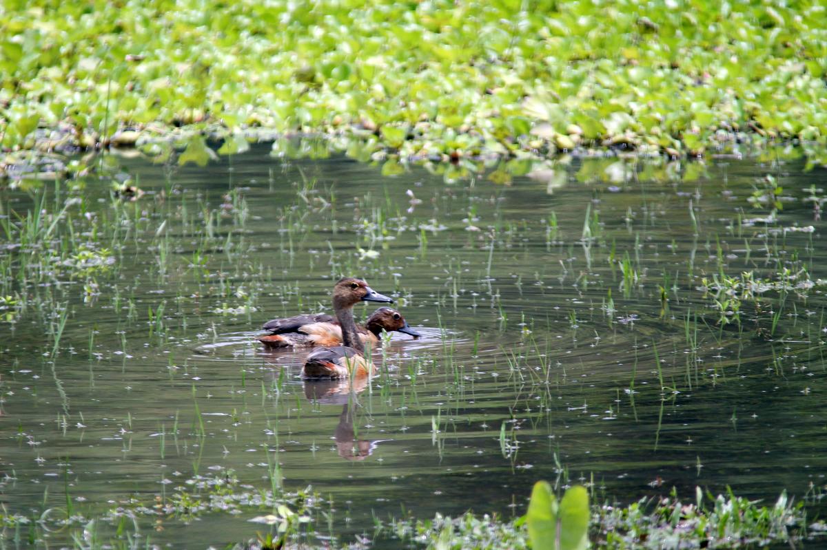 Lesser whistling duck (Dendrocygna javanica)