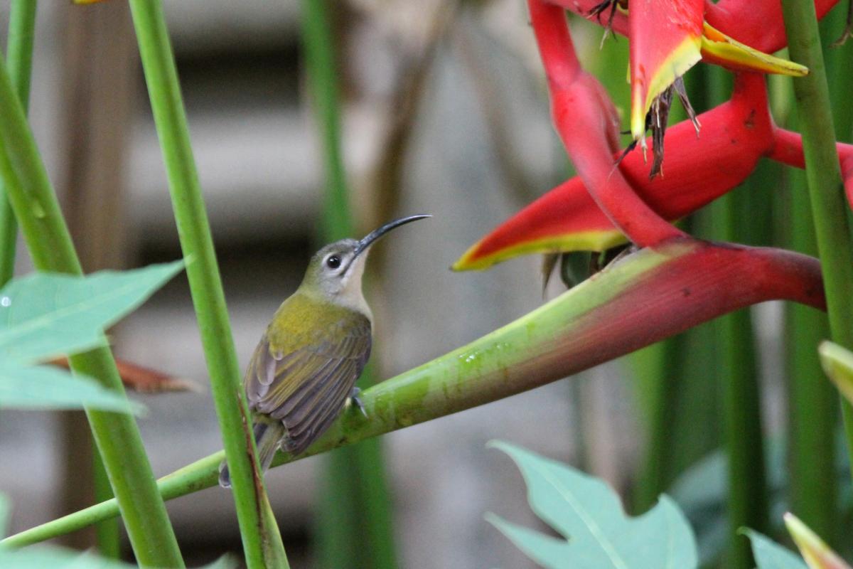 Little spiderhunter (Arachnothera longirostra), หมู่ 5, Tambon Chiang Dao, Chang Wat Chiang Mai, Thailand, 2014-09-04 Little spiderhunter (Arachnothera longirostra)