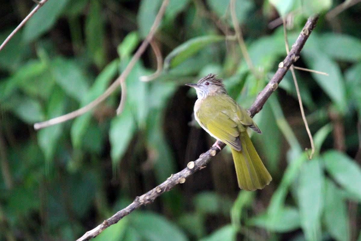 Mountain bulbul (Ixos mcclellandii)