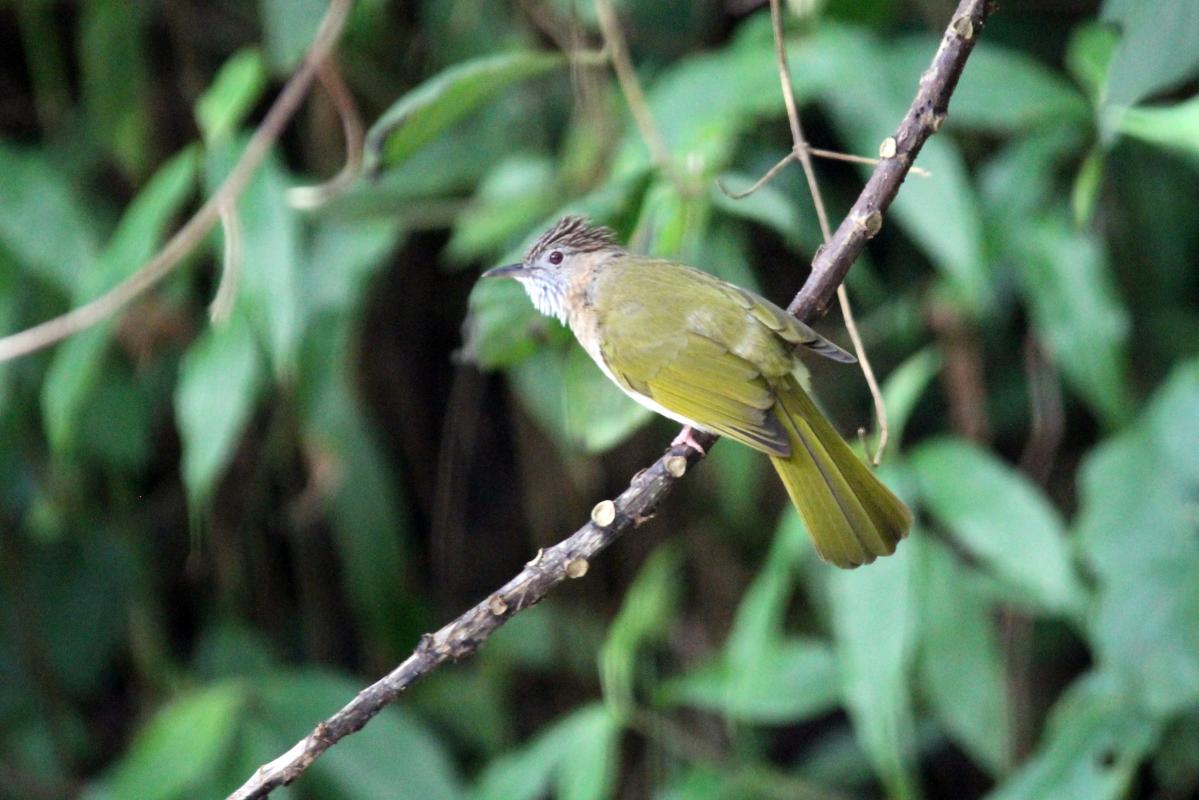 Mountain bulbul (Ixos mcclellandii)