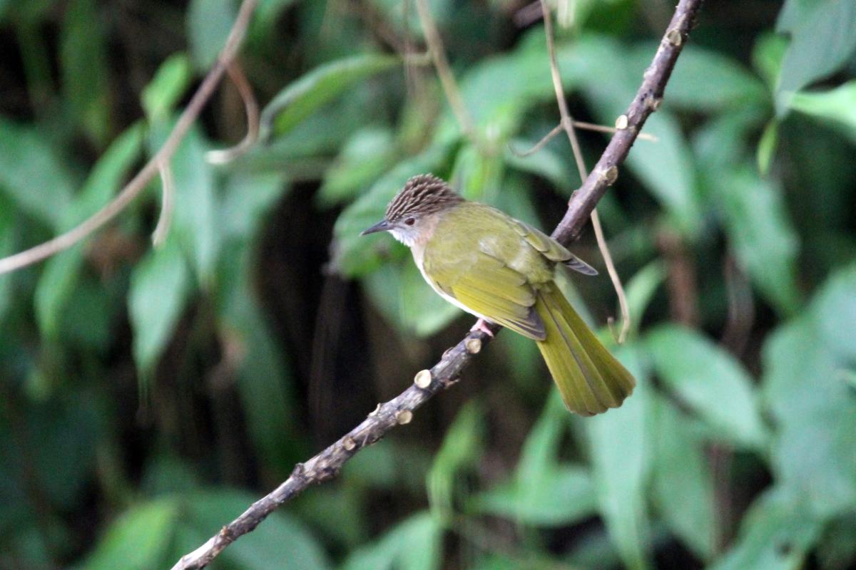 Mountain bulbul (Ixos mcclellandii)