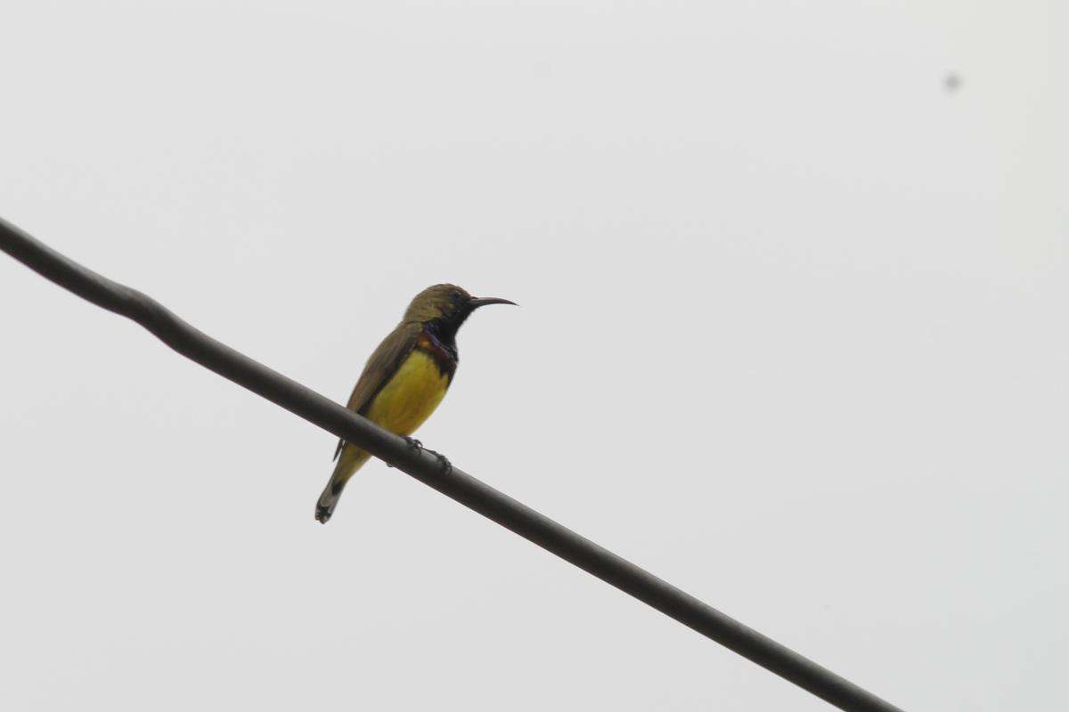 Olive-backed sunbird (Cinnyris jugularis)