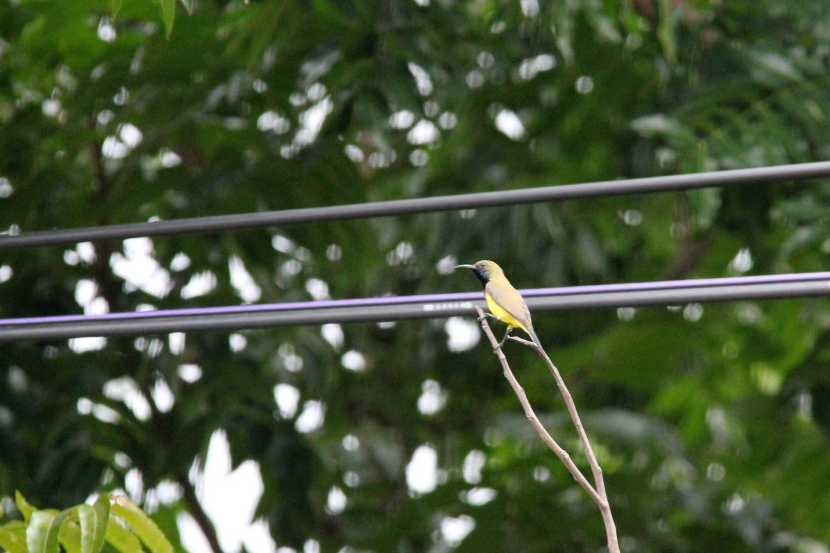 Olive-backed sunbird (Cinnyris jugularis)
