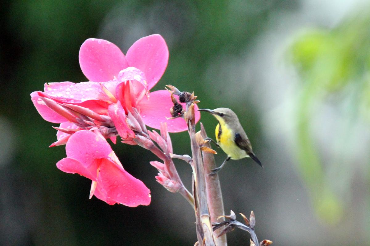 Olive-backed sunbird (Cinnyris jugularis)