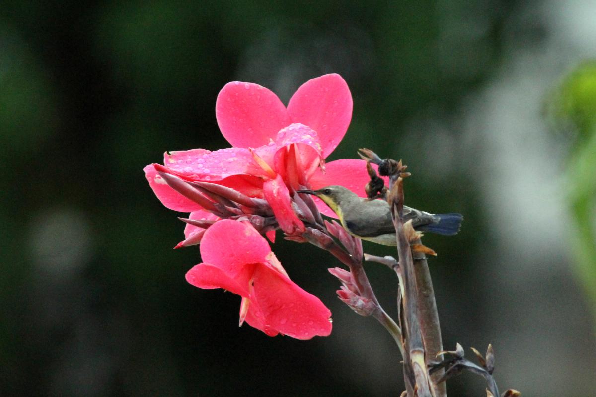 Olive-backed sunbird (Cinnyris jugularis)