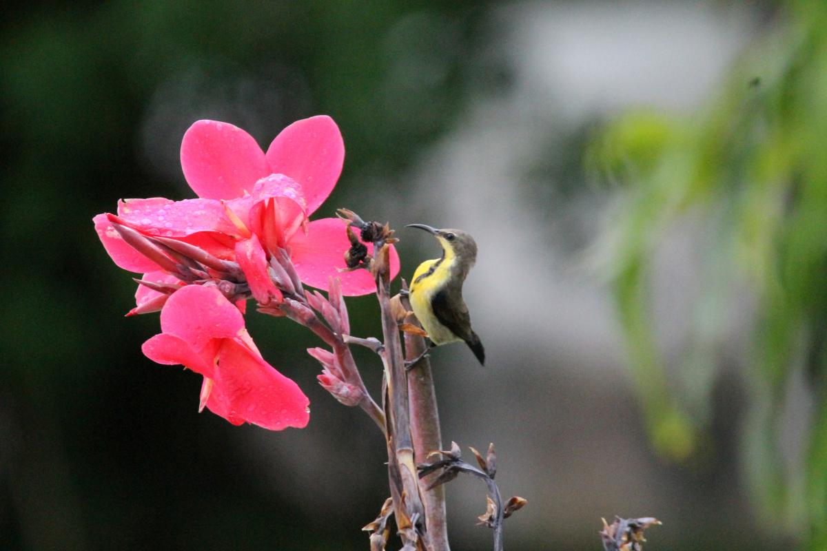 Olive-backed sunbird (Cinnyris jugularis)