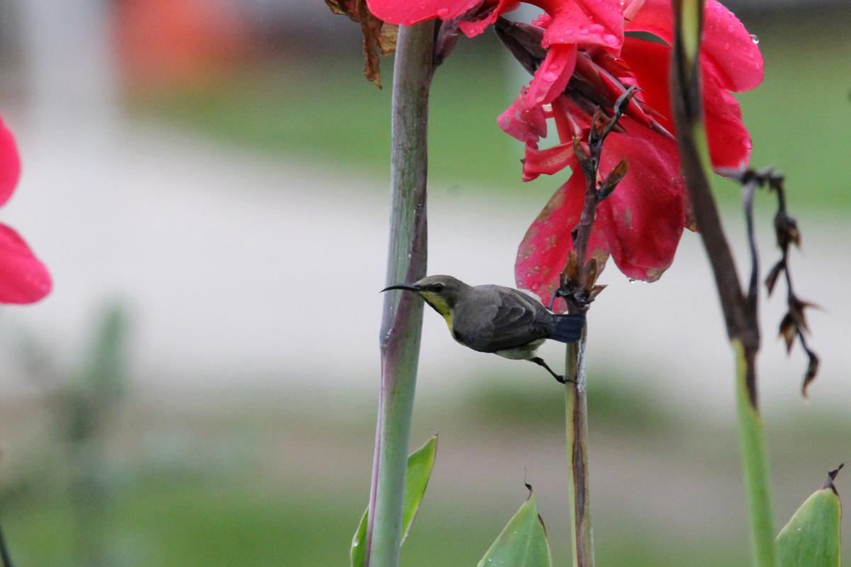 Olive-backed sunbird (Cinnyris jugularis)