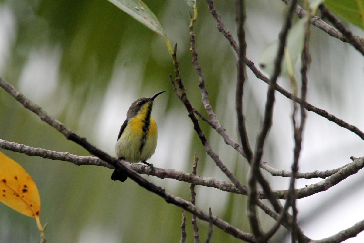 Olive-backed sunbird (Cinnyris jugularis)