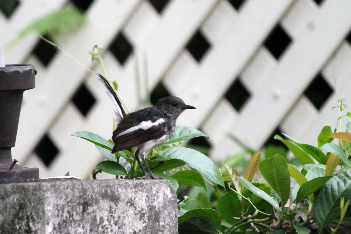 Oriental magpie-robin (Copsychus saularis)
