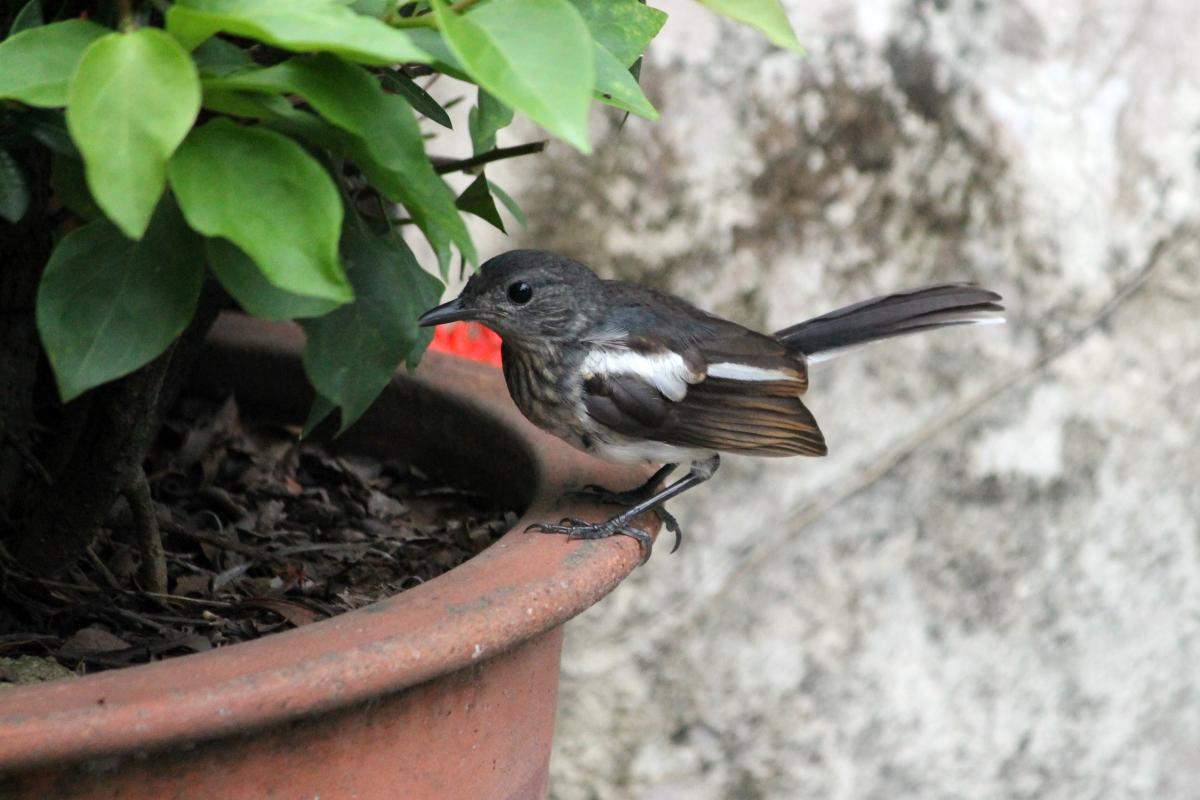 Oriental magpie-robin (Copsychus saularis)
