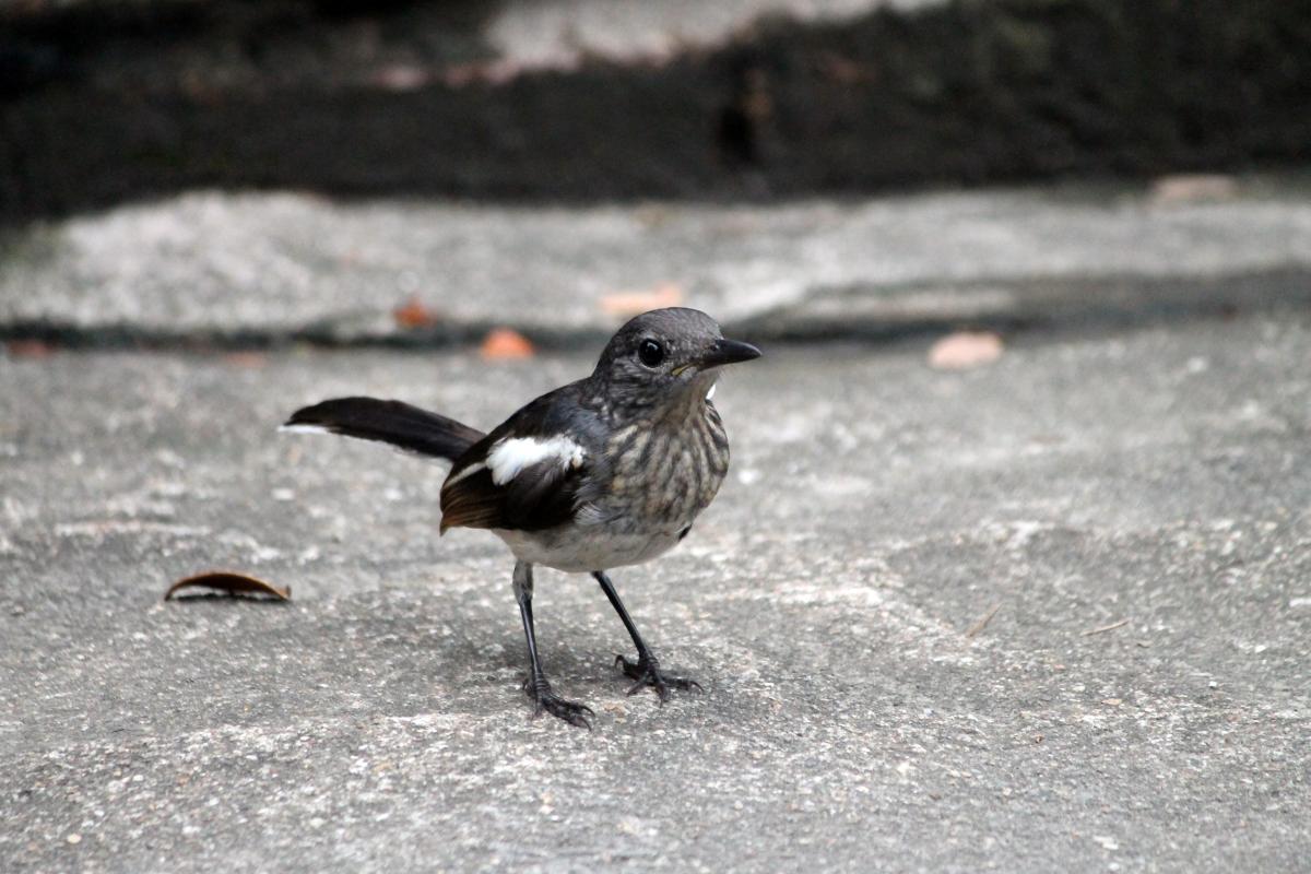 Oriental magpie-robin (Copsychus saularis)