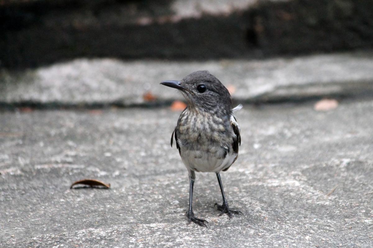 Oriental magpie-robin (Copsychus saularis)