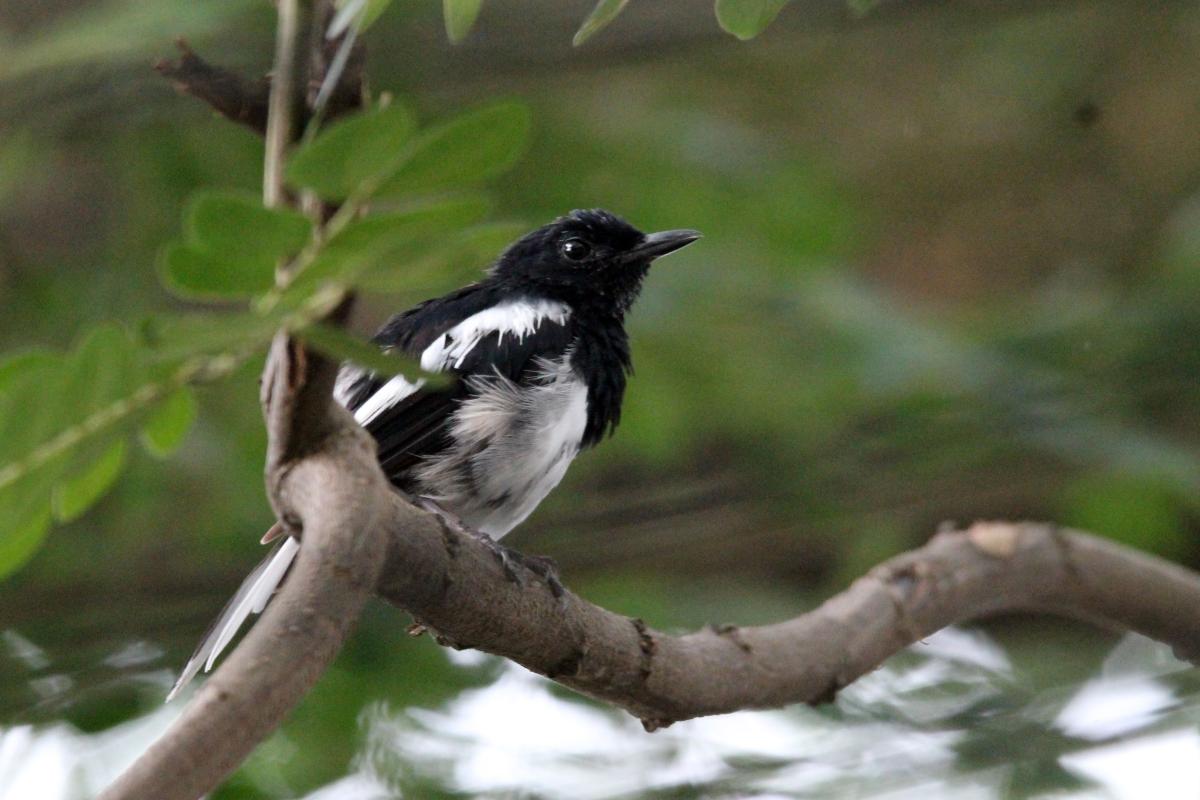 Oriental magpie-robin (Copsychus saularis)