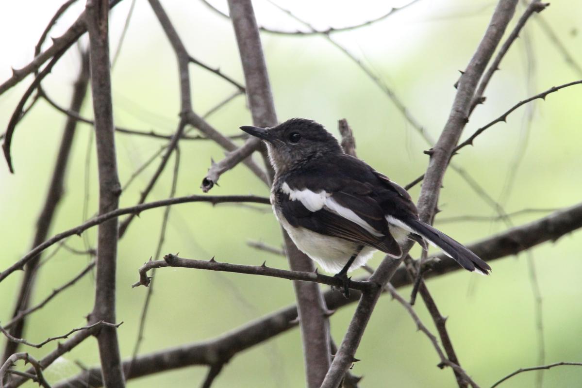 Oriental magpie-robin (Copsychus saularis)