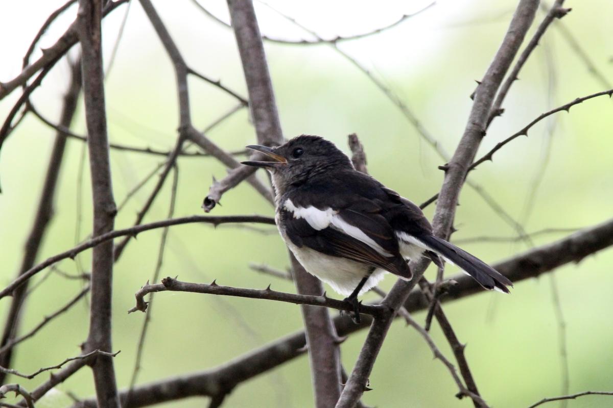 Oriental magpie-robin (Copsychus saularis)