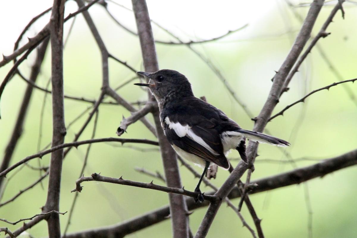 Oriental magpie-robin (Copsychus saularis)