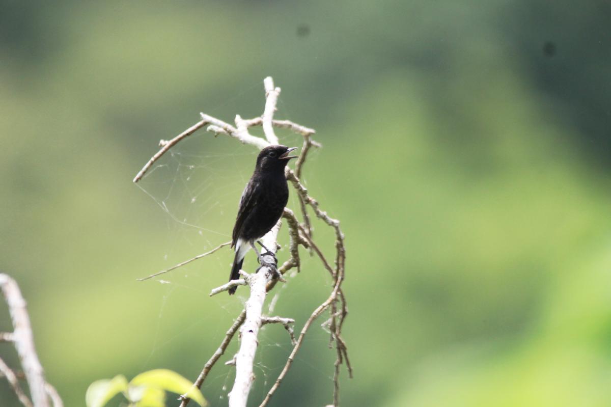 Pied bush chat (Saxicola caprata)