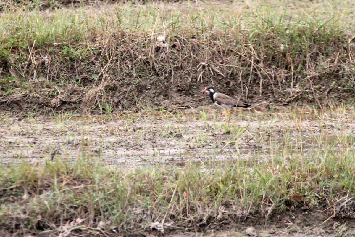 Red-wattled lapwing (Vanellus indicus)