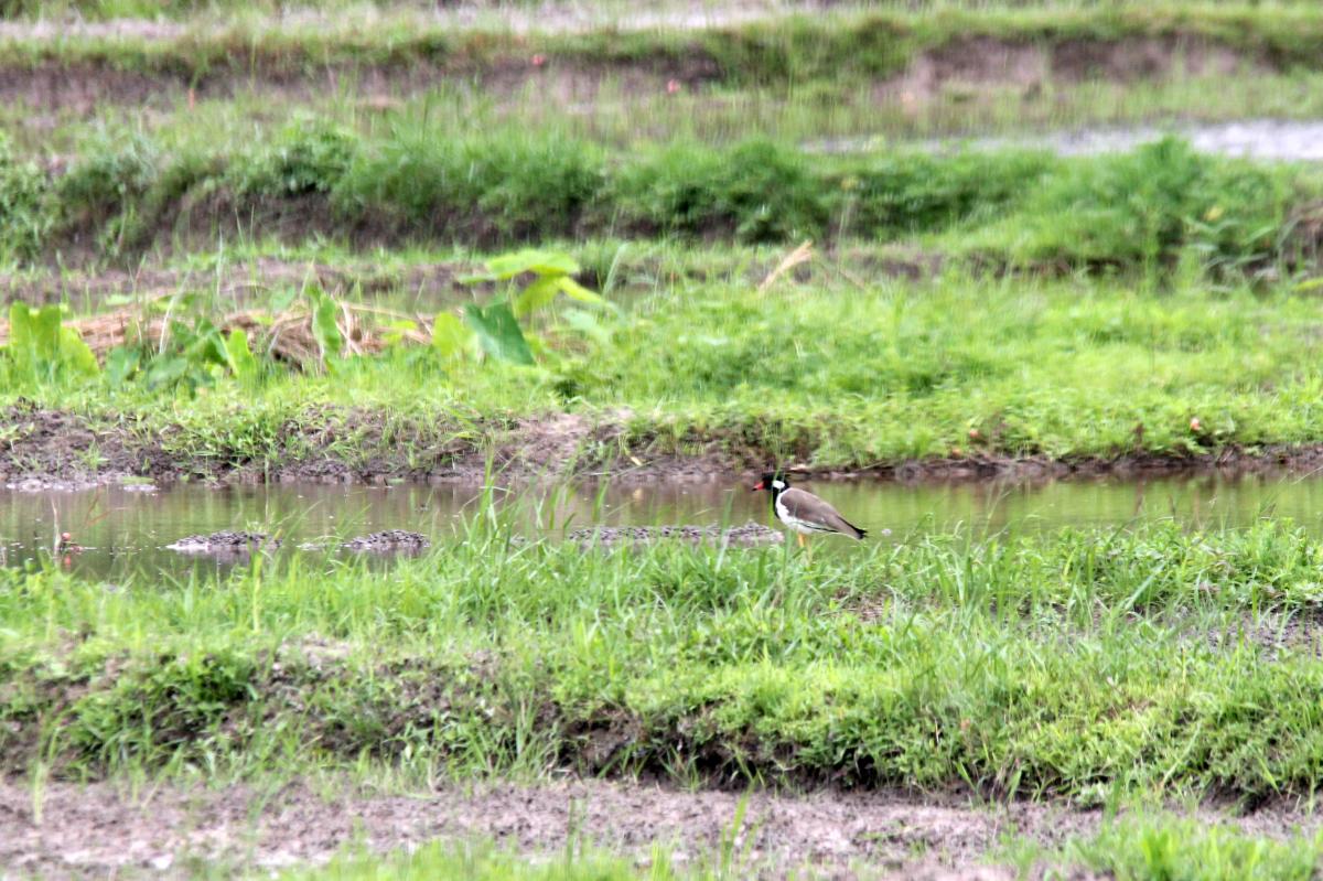 Red-wattled lapwing (Vanellus indicus)