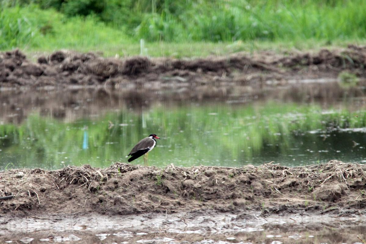 Red-wattled lapwing (Vanellus indicus)