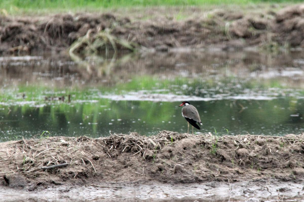 Red-wattled lapwing (Vanellus indicus)