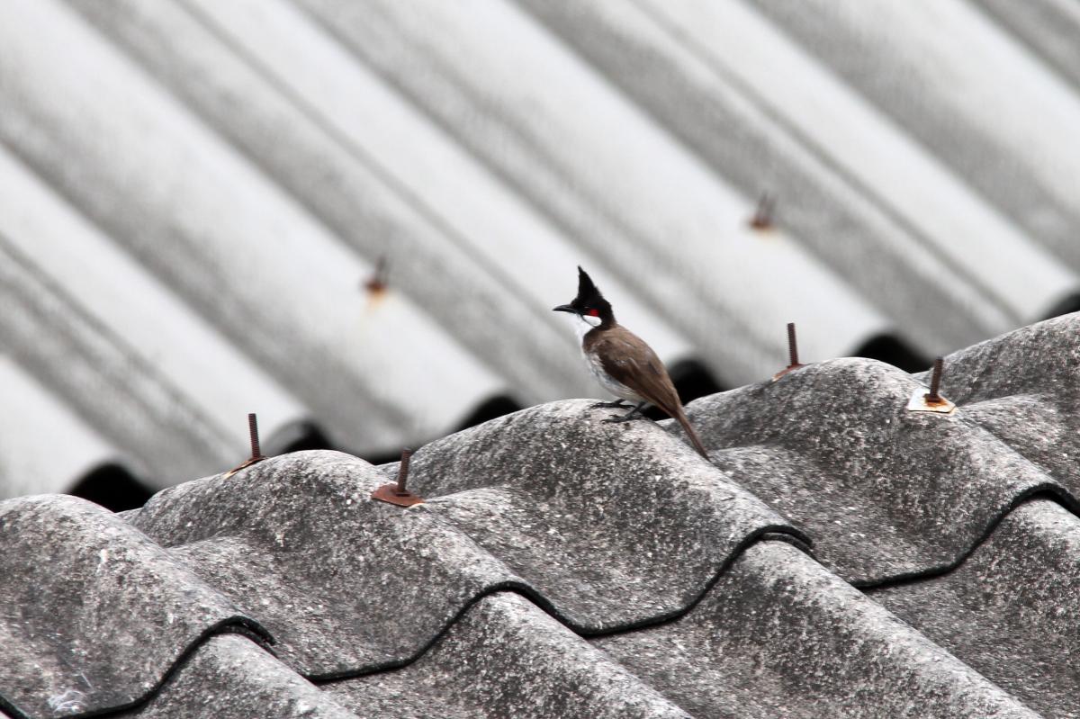 Red-whiskered bulbul (Pycnonotus jocosus)