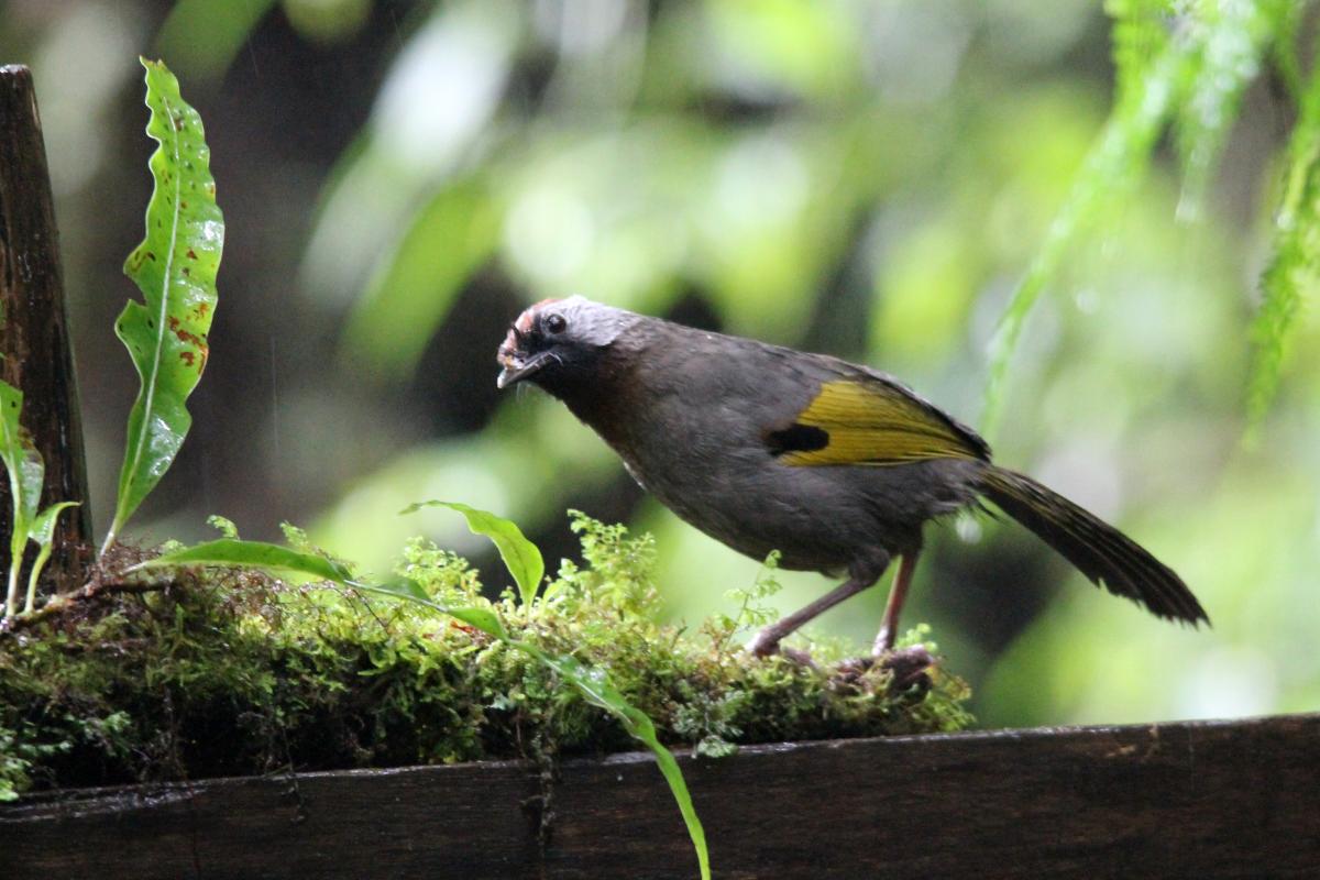 Silver-eared laughingthrush (Trochalopteron melanostigma), Ang Ka Nature Trail, Tambon Ban Luang, Chang Wat Chiang Mai, Thailand, 2014-08-09 Silver-eared laughingthrush (Trochalopteron melanostigma)