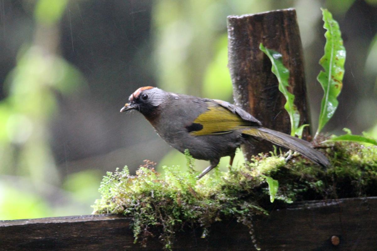 Silver-eared laughingthrush (Trochalopteron melanostigma), Ang Ka Nature Trail, Tambon Ban Luang, Chang Wat Chiang Mai, Thailand, 2014-08-09 Silver-eared laughingthrush (Trochalopteron melanostigma)