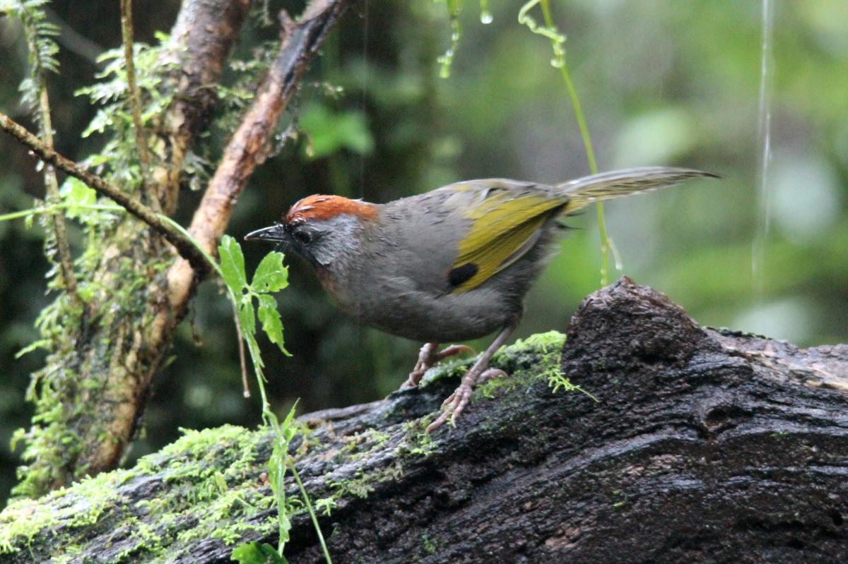 Silver-eared laughingthrush (Trochalopteron melanostigma), Ang Ka Nature Trail, Tambon Ban Luang, Chang Wat Chiang Mai, Thailand, 2014-08-09 Silver-eared laughingthrush (Trochalopteron melanostigma)