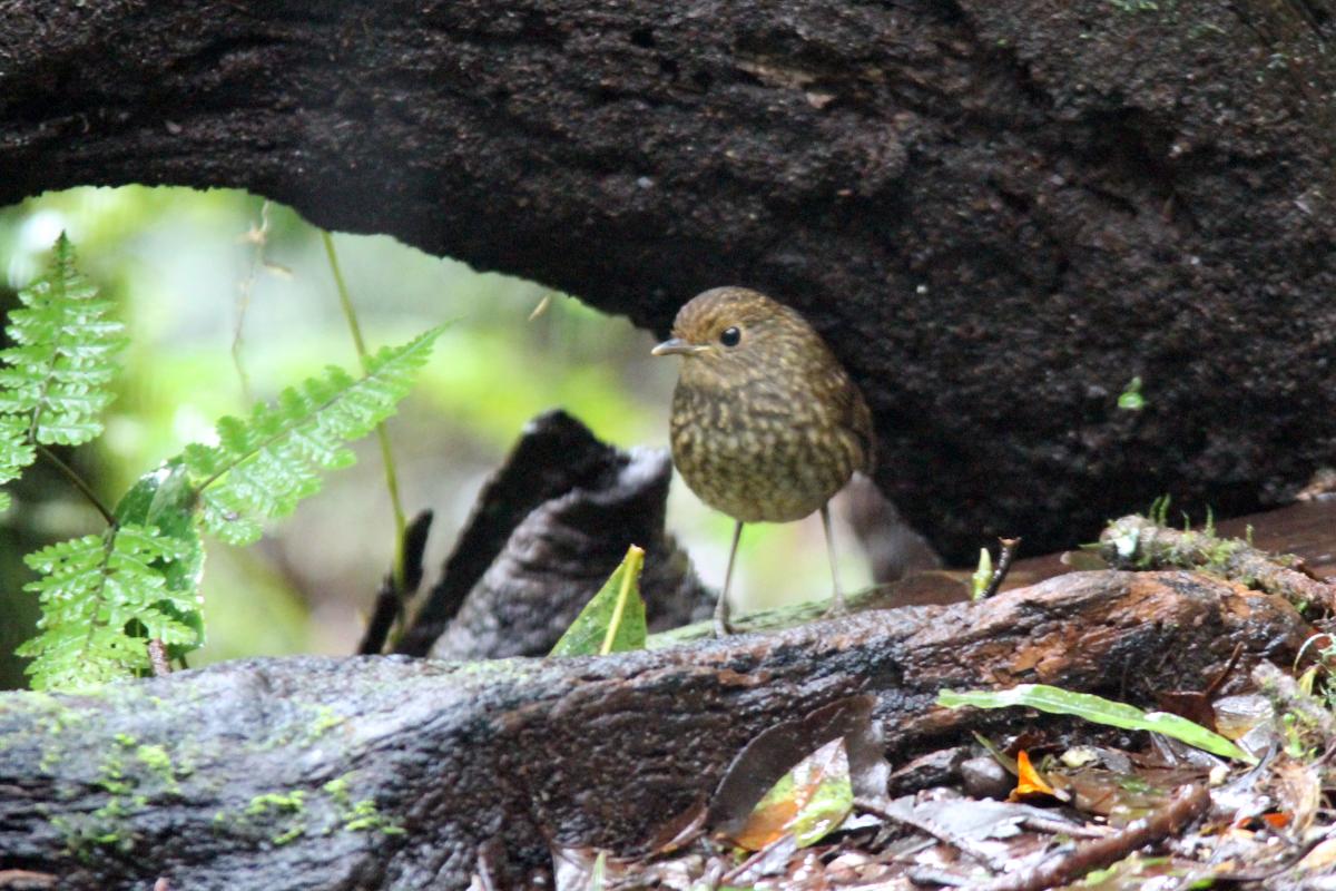 Snowy-browed flycatcher (Ficedula hyperythra)