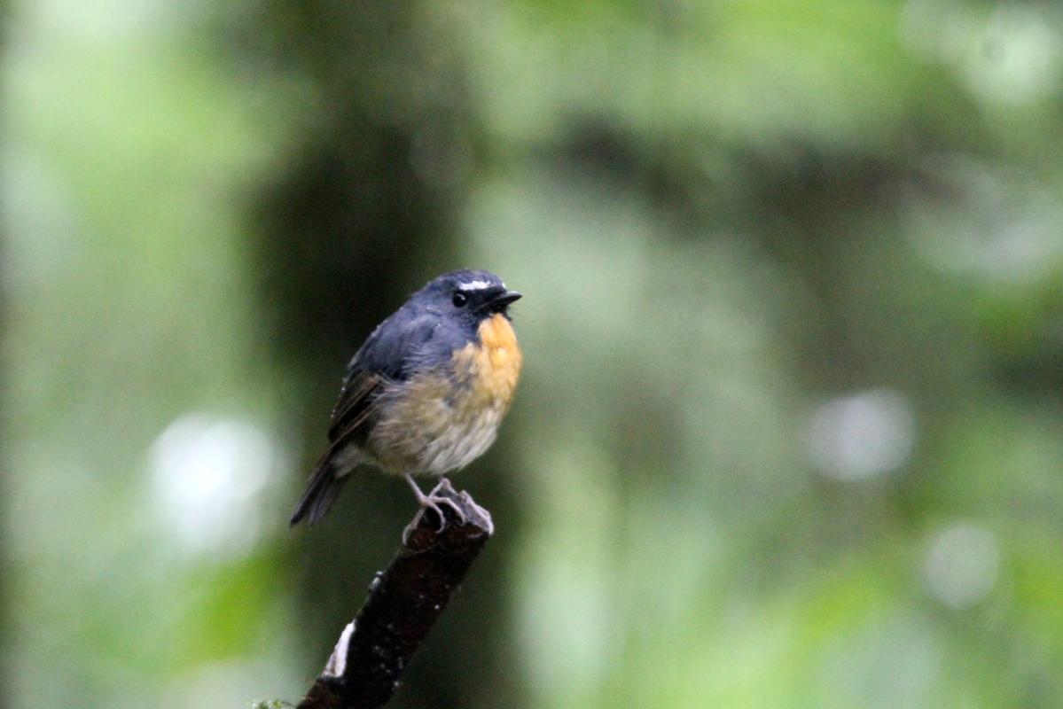 Snowy-browed flycatcher (Ficedula hyperythra)