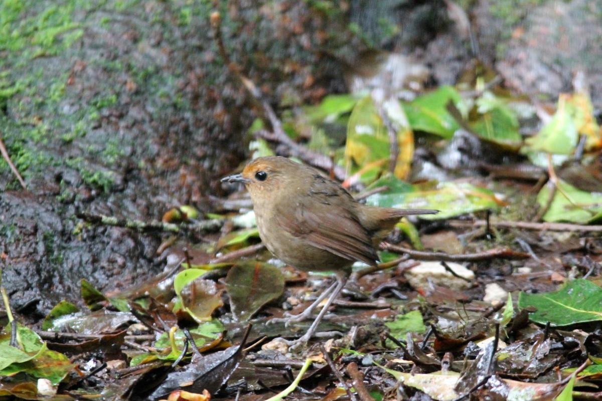 Snowy-browed flycatcher (Ficedula hyperythra)