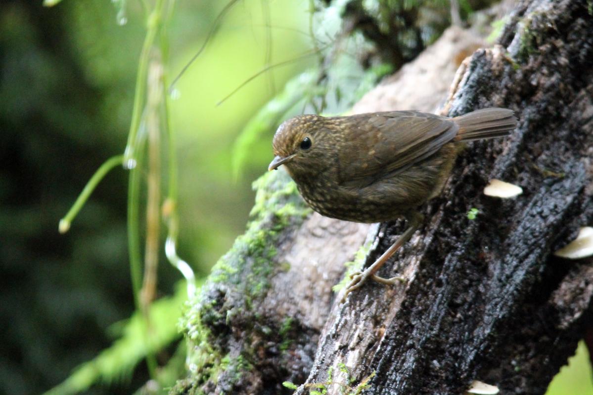 Snowy-browed flycatcher (Ficedula hyperythra)